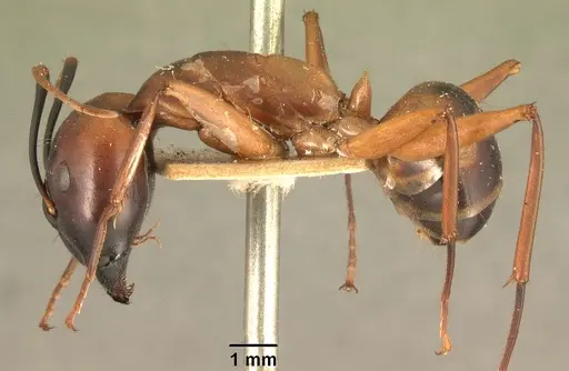 Camponotus strangulatus specimen CASENT0101338 image casent0101338_3