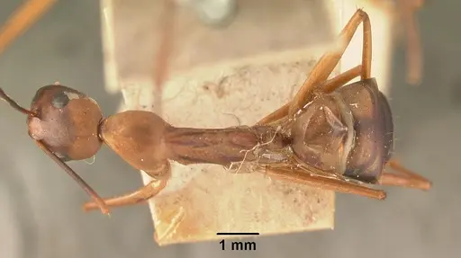 Camponotus strangulatus specimen CASENT0101339 image casent0101339_1