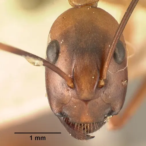 Camponotus strangulatus specimen CASENT0101339 image casent0101339_2
