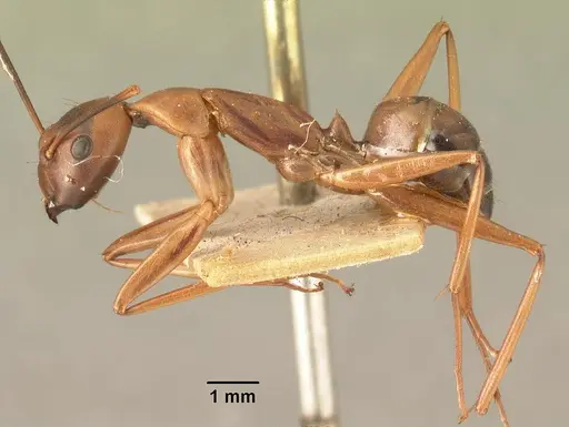 Camponotus strangulatus specimen CASENT0101339 image casent0101339_3