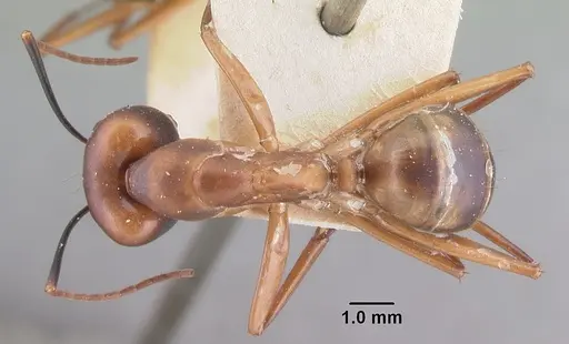 Camponotus strangulatus specimen CASENT0101747 image casent0101747_1