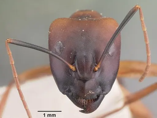 Camponotus strangulatus specimen CASENT0101747 image casent0101747_2