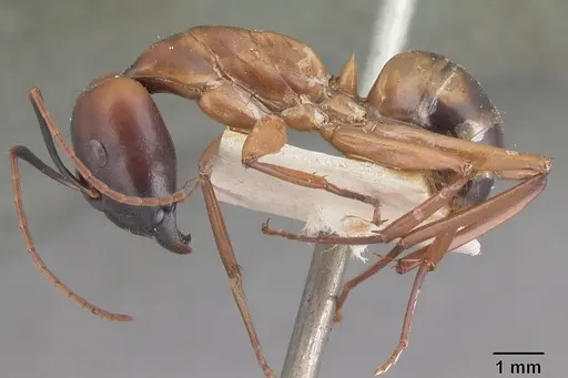 Camponotus strangulatus specimen CASENT0101747 image casent0101747_3