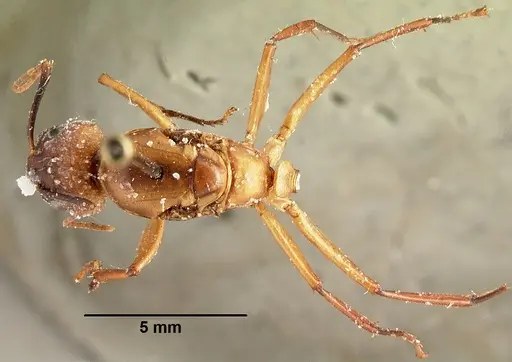 Camponotus strangulatus specimen CASENT0101879 image casent0101879_1
