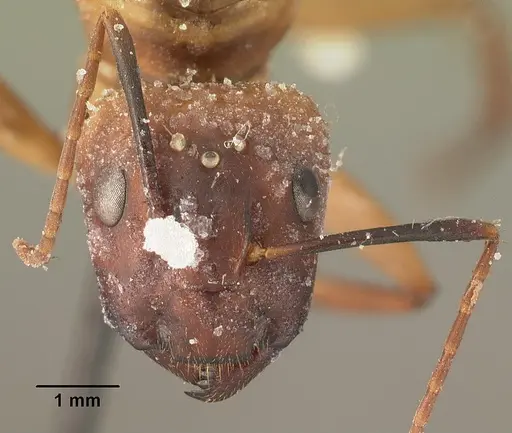 Camponotus strangulatus specimen CASENT0101879 image casent0101879_2