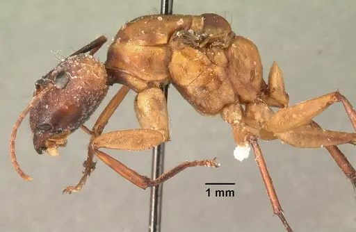 Camponotus strangulatus specimen CASENT0101879 image casent0101879_3
