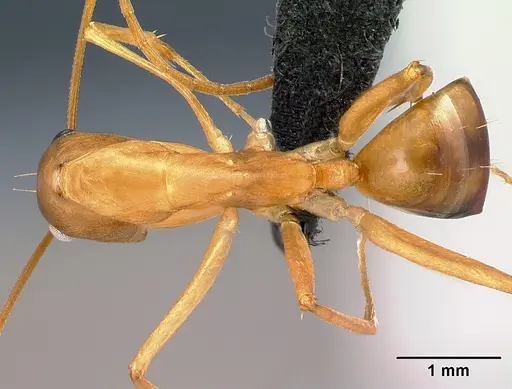Camponotus strangulatus specimen CASENT0132660 image casent0132660_1