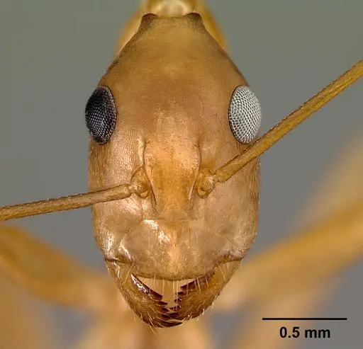 Camponotus strangulatus specimen CASENT0132660 image casent0132660_2