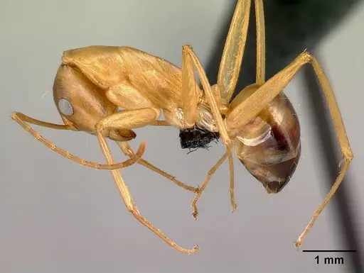 Camponotus strangulatus specimen CASENT0132660 image casent0132660_3