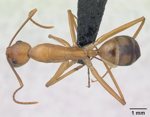 Camponotus strangulatus specimen CASENT0134308 image casent0134308_1