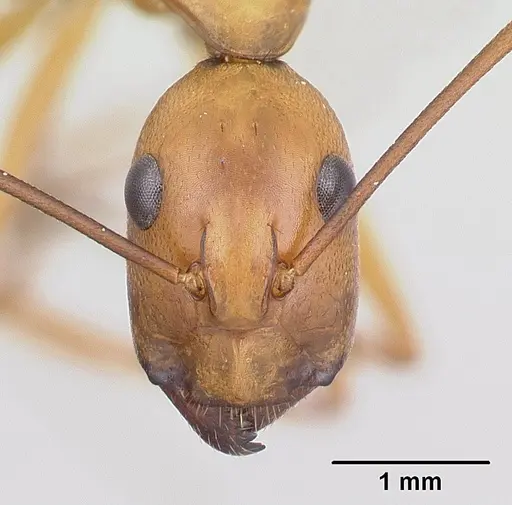 Camponotus strangulatus specimen CASENT0134308 image casent0134308_2