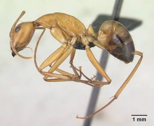 Camponotus strangulatus specimen CASENT0134308 image casent0134308_3