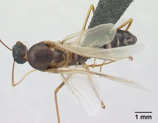 Camponotus strangulatus specimen CASENT0134828 image casent0134828_1