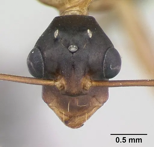 Camponotus strangulatus specimen CASENT0134828 image casent0134828_2
