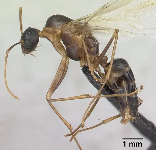 Camponotus strangulatus specimen CASENT0134828 image casent0134828_3