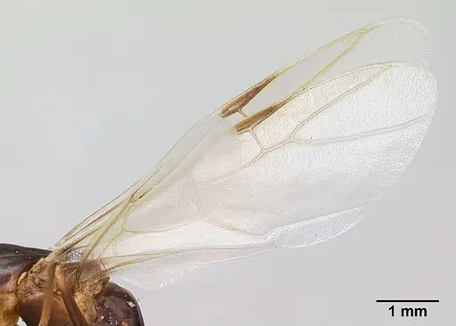 Camponotus strangulatus specimen CASENT0134828 image casent0134828_4