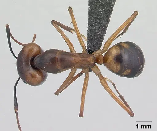 Camponotus strangulatus specimen CASENT0134829 image casent0134829_1