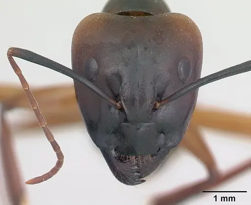 Camponotus strangulatus specimen CASENT0134829 image casent0134829_2