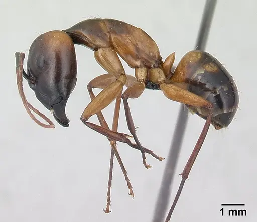 Camponotus strangulatus specimen CASENT0134829 image casent0134829_3