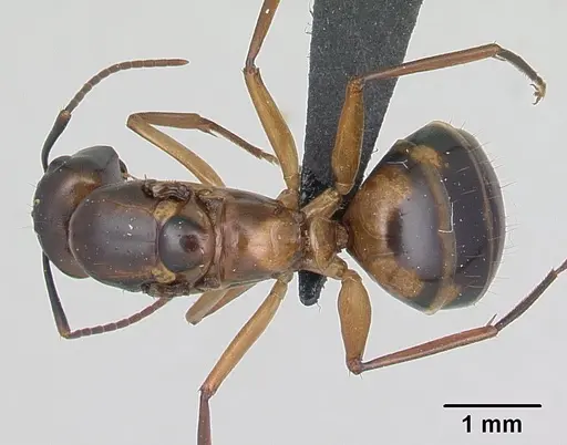 Camponotus strangulatus specimen CASENT0134928 image casent0134928_1