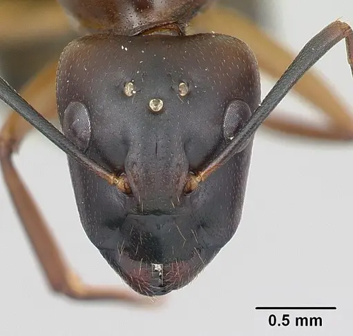 Camponotus strangulatus specimen CASENT0134928 image casent0134928_2