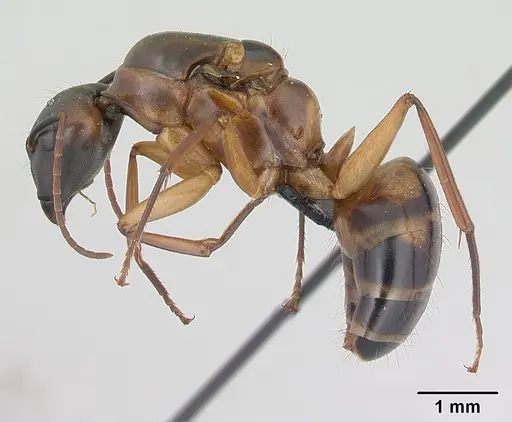Camponotus strangulatus specimen CASENT0134928 image casent0134928_3