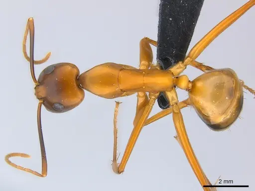 Camponotus strangulatus specimen CASENT0136581 image casent0136581_1