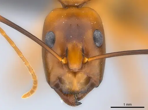 Camponotus strangulatus specimen CASENT0136581 image casent0136581_2
