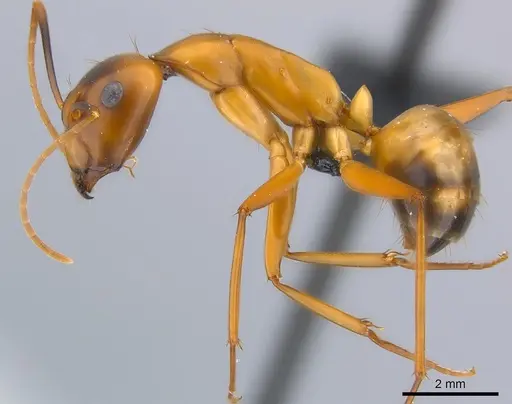 Camponotus strangulatus specimen CASENT0136581 image casent0136581_3