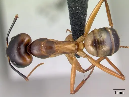 Camponotus strangulatus specimen CASENT0137305 image casent0137305_1