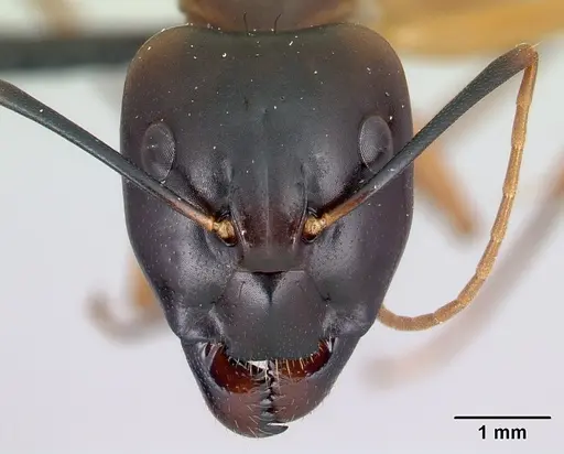 Camponotus strangulatus specimen CASENT0137305 image casent0137305_2