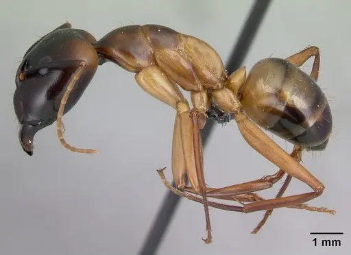 Camponotus strangulatus specimen CASENT0137305 image casent0137305_3