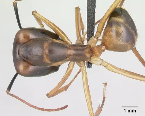 Camponotus strangulatus specimen CASENT0146188 image casent0146188_1