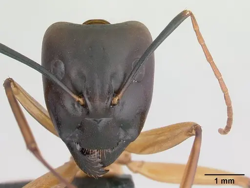 Camponotus strangulatus specimen CASENT0146188 image casent0146188_2