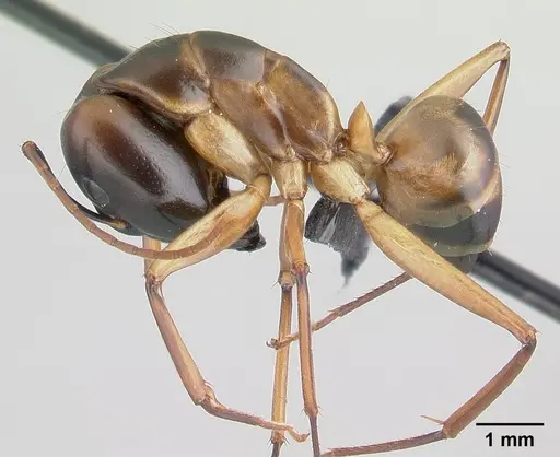 Camponotus strangulatus specimen CASENT0146188 image casent0146188_3