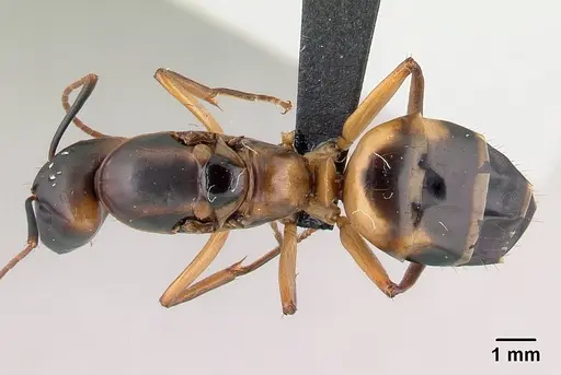 Camponotus strangulatus specimen CASENT0146225 image casent0146225_1