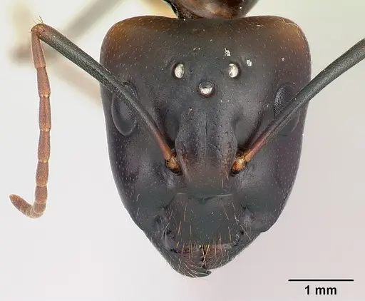 Camponotus strangulatus specimen CASENT0146225 image casent0146225_2