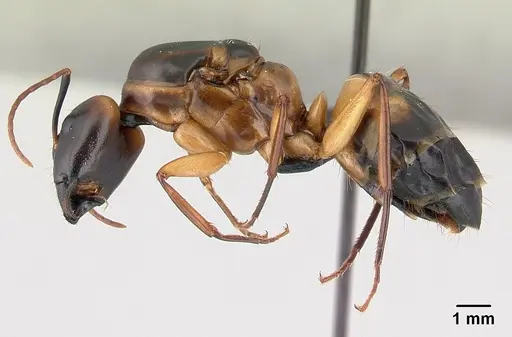 Camponotus strangulatus specimen CASENT0146225 image casent0146225_3