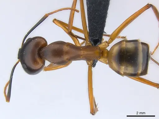 Camponotus strangulatus specimen CASENT0149726 image casent0149726_1