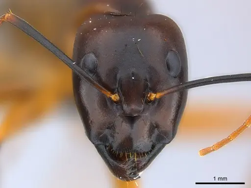 Camponotus strangulatus specimen CASENT0149726 image casent0149726_2