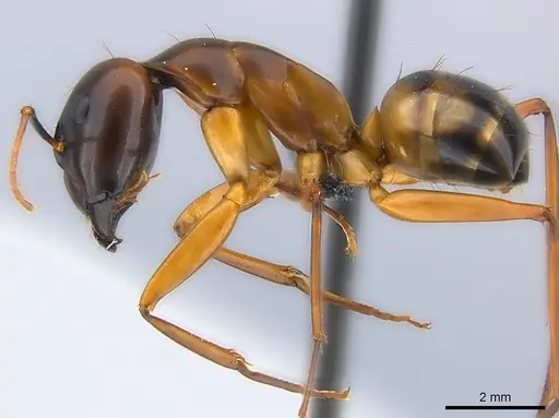 Camponotus strangulatus specimen CASENT0149726 image casent0149726_3