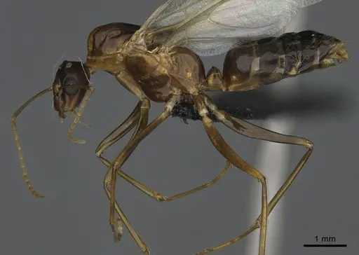 Camponotus strangulatus specimen CASENT0165545 image casent0165545_1