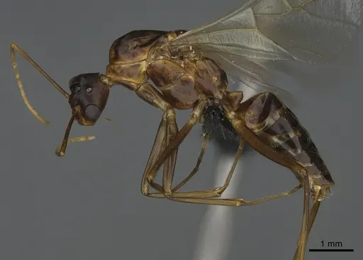 Camponotus strangulatus specimen CASENT0168161 image casent0168161_1