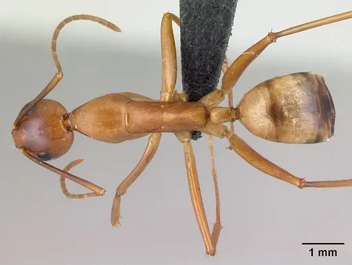 Camponotus strangulatus specimen CASENT0192319 image casent0192319_1