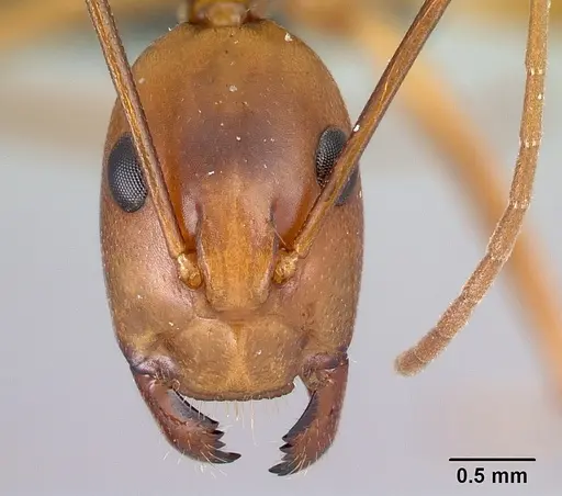 Camponotus strangulatus specimen CASENT0192319 image casent0192319_2