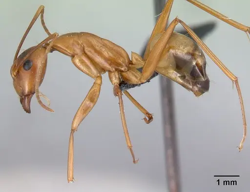 Camponotus strangulatus specimen CASENT0192319 image casent0192319_3