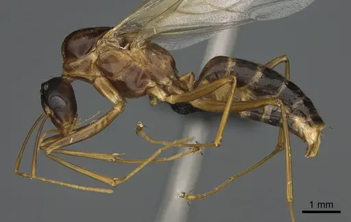 Camponotus strangulatus specimen CASENT0476644 image casent0476644_1