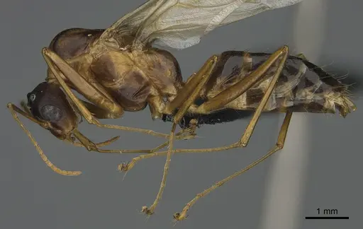 Camponotus strangulatus specimen CASENT0476652 image casent0476652_1