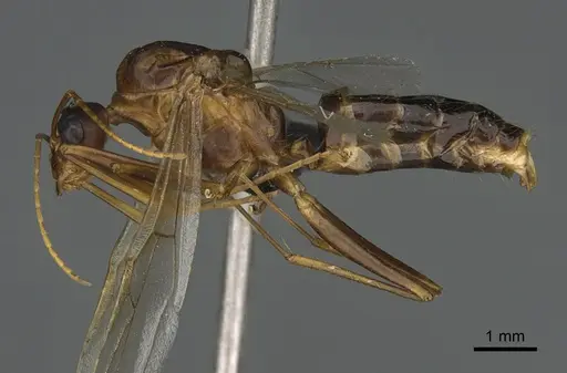 Camponotus strangulatus specimen CASENT0476799 image casent0476799_1