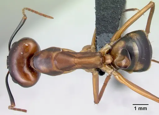 Camponotus strangulatus specimen CASENT0499258 image casent0499258_1